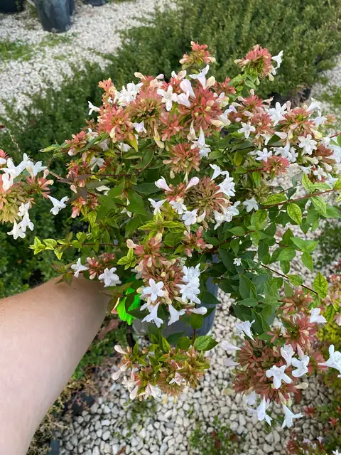 Abelia (Abelia x grandiflora), Ø18 — Vivaio F.lli Pigliacelli, Alatri
