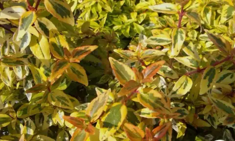 Abelia Kaleidoscope (Abelia x grandiflora ‘Kaleidoscope’), Ø18 — Vivaio F.lli Pigliacelli, Alatri