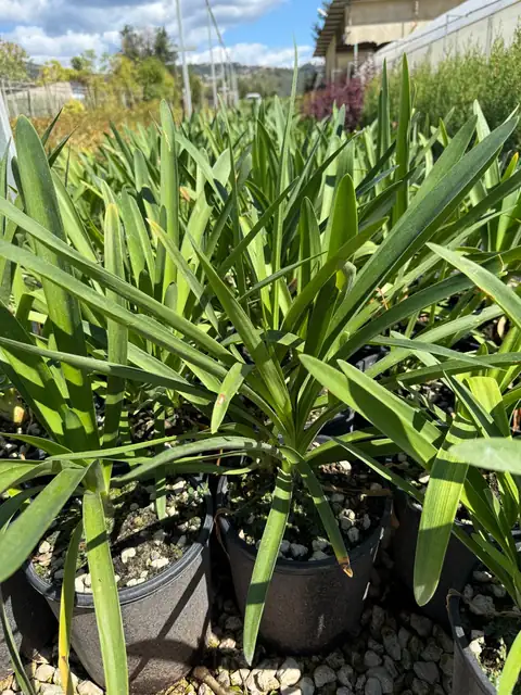 Agapanto (Agapanthus africanus), Ø18 — Vivaio F.lli Pigliacelli, Alatri