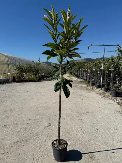 Alberi da Frutto Assortiti, Ø24 — Vivaio F.lli Pigliacelli, Alatri