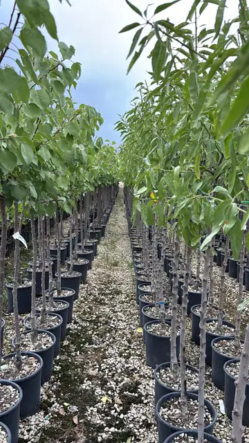 Alberi da Frutto Assortiti, Ø25 — Vivaio F.lli Pigliacelli, Alatri