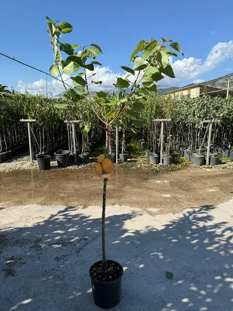 Albicocco (Prunus armeniaca), Ø24 — Vivaio F.lli Pigliacelli, Alatri