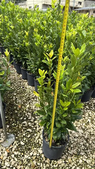 Alloro (Laurus nobilis), Ø18 — Vivaio F.lli Pigliacelli, Alatri