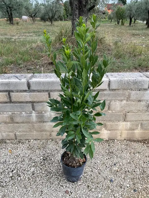 Alloro (Laurus nobilis), Ø20 — Vivaio F.lli Pigliacelli, Alatri