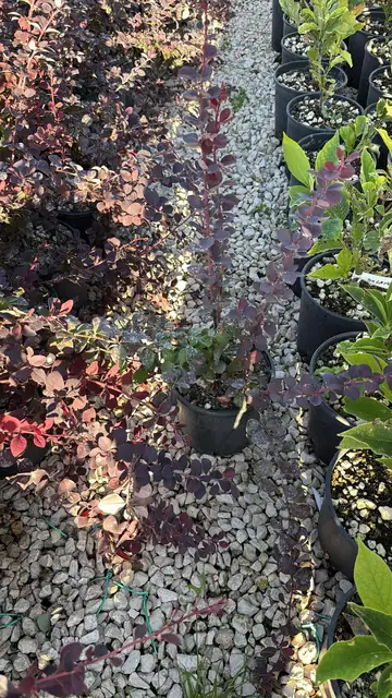 Berberis Superba (Berberis x ottawensis ‘Superba’), Ø18 — Vivaio F.lli Pigliacelli, Alatri