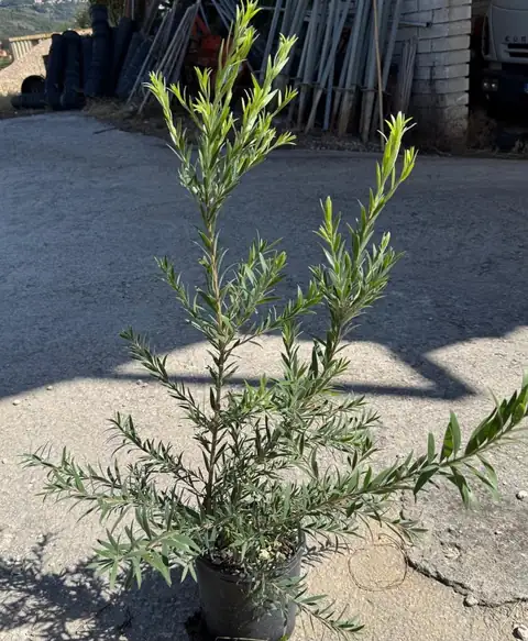 Callistemon Little Red (Callistemon ‘Little John’), Ø18 — Vivaio F.lli Pigliacelli, Alatri