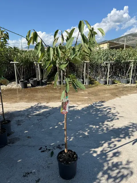 Ciliegio (Prunus avium), Ø24 — Vivaio F.lli Pigliacelli, Alatri