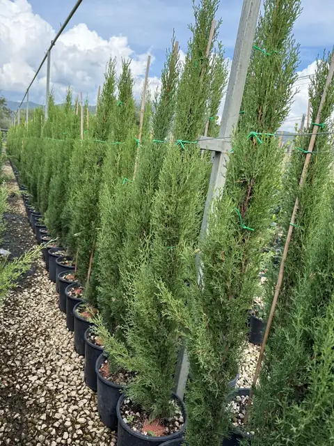 Cipresso (Cupressus sempervirens), Ø24 — Vivaio F.lli Pigliacelli, Alatri