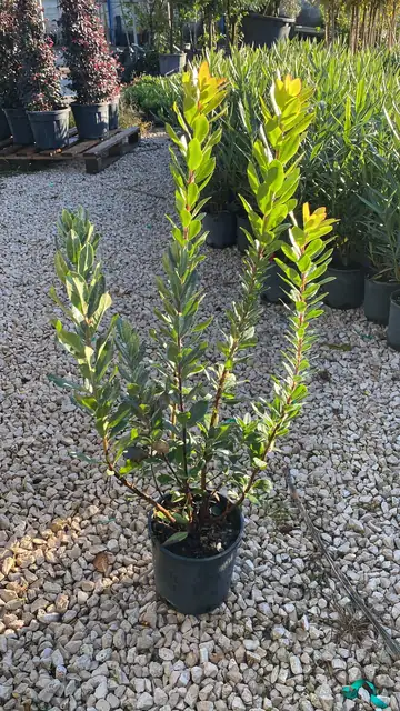 Corbezzolo (Arbutus unedo), Ø18 — Vivaio F.lli Pigliacelli, Alatri
