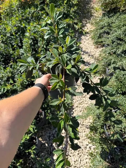 Cotoneaster Lacteus (Cotoneaster lacteus), Ø18 — Vivaio F.lli Pigliacelli, Alatri