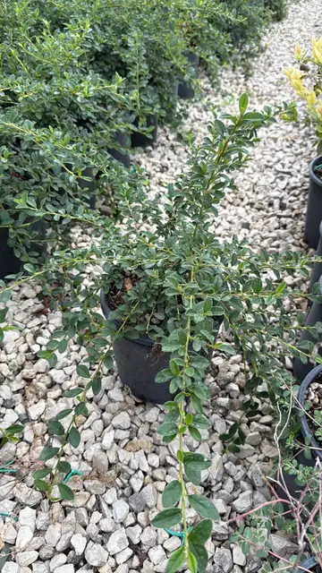 Cotoneaster Salicifolia (Cotoneaster salicifolius) — Vivaio F.lli Pigliacelli, Alatri