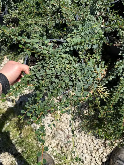 Cotoneaster Tappezzante (Cotoneaster dammeri ‘Queen of Carpets’), Ø18 — Vivaio F.lli Pigliacelli, Alatri