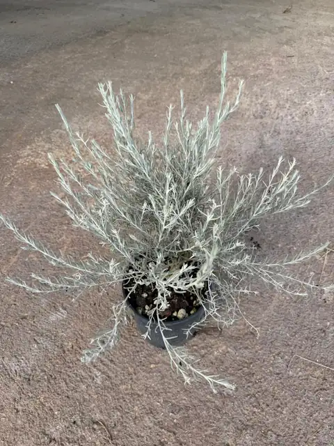 Eremophila Nivea (Eremophila nivea), Ø18 — Vivaio F.lli Pigliacelli, Alatri