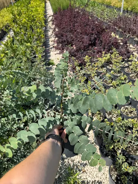 Eucalipto Gunnii (Eucalyptus gunnii), Ø20 — Vivaio F.lli Pigliacelli, Alatri