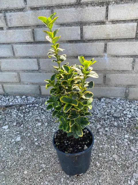 Euonimus Aurea (Euonymus japonicus ‘Aurea’), Ø18 — Vivaio F.lli Pigliacelli, Alatri