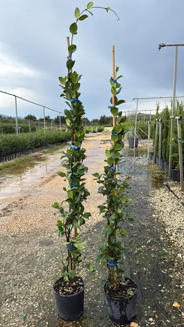 Falso Gelsomino (Trachelospermum jasminoides), Ø18, canna 150cm — Vivaio F.lli Pigliacelli, Alatri