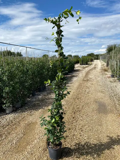 Falso Gelsomino (Trachelospermum jasminoides), Ø20, canna 180cm — Vivaio F.lli Pigliacelli, Alatri