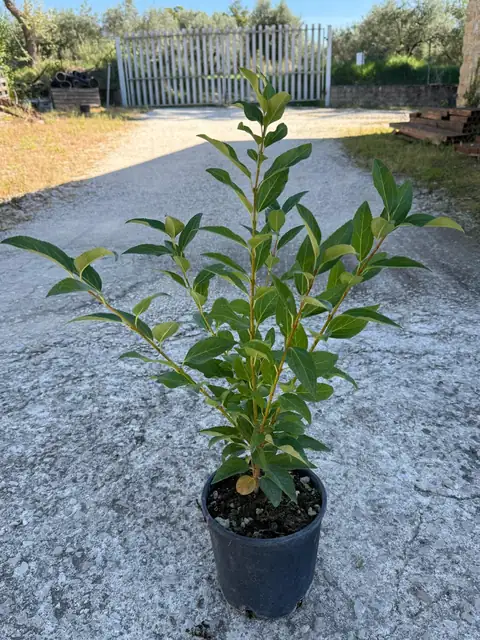 Forsizia (Forsythia x intermedia), Ø18 — Vivaio F.lli Pigliacelli, Alatri