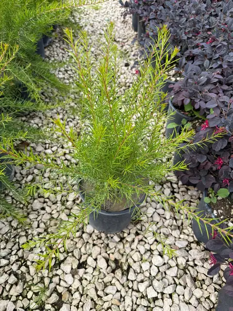 Grevillea (Grevillea rosmarinifolia), Ø18 — Vivaio F.lli Pigliacelli, Alatri