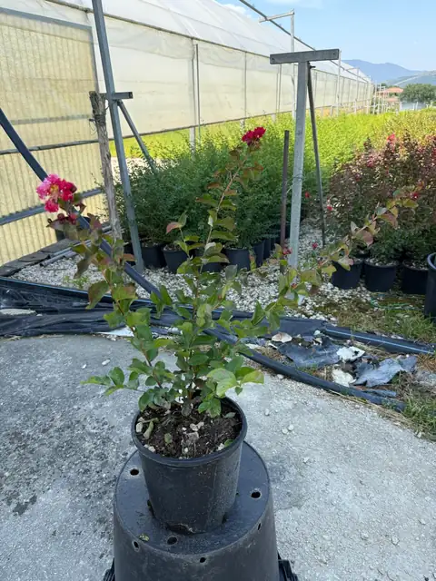 Lagerstroemia (Lagerstroemia indica), Ø18 — Vivaio F.lli Pigliacelli, Alatri
