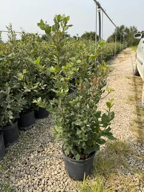 Leccio (Quercus ilex), Ø20 — Vivaio F.lli Pigliacelli, Alatri