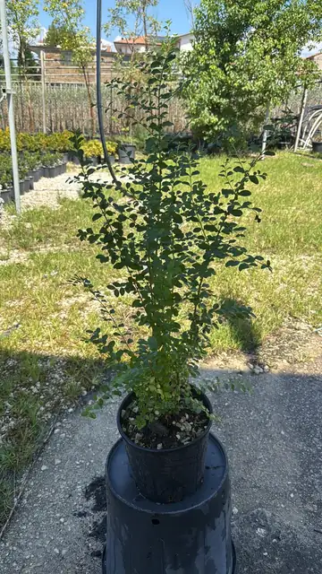 Ligustro (Ligustrum ovalifolium), Ø20 — Vivaio F.lli Pigliacelli, Alatri