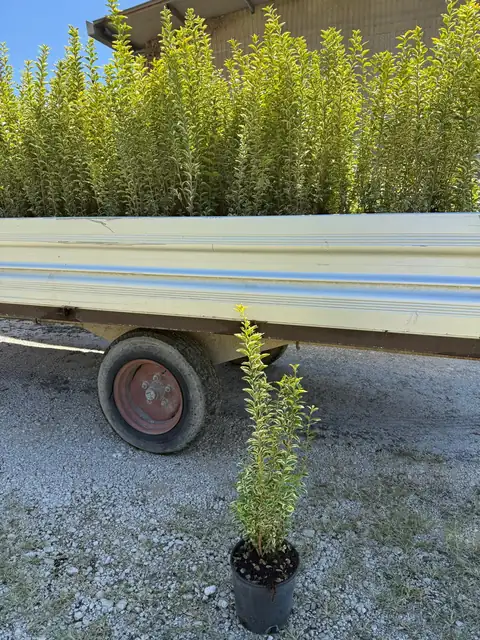 Ligustro Aureum (Ligustrum ovalifolium ‘Aureum’), Ø20 — Vivaio F.lli Pigliacelli, Alatri