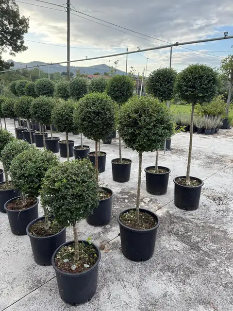 Ligustro Palloncino (Ligustrum spp.) — Vivaio F.lli Pigliacelli, Alatri