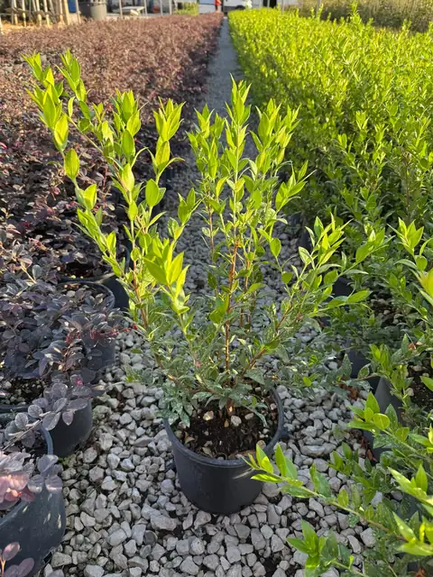 Mirto Comune (Myrtus communis), Ø18 — Vivaio F.lli Pigliacelli, Alatri