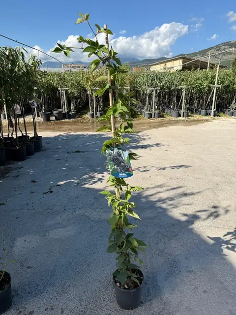Mora (Rubus fruticosus), Ø18 — Vivaio F.lli Pigliacelli, Alatri