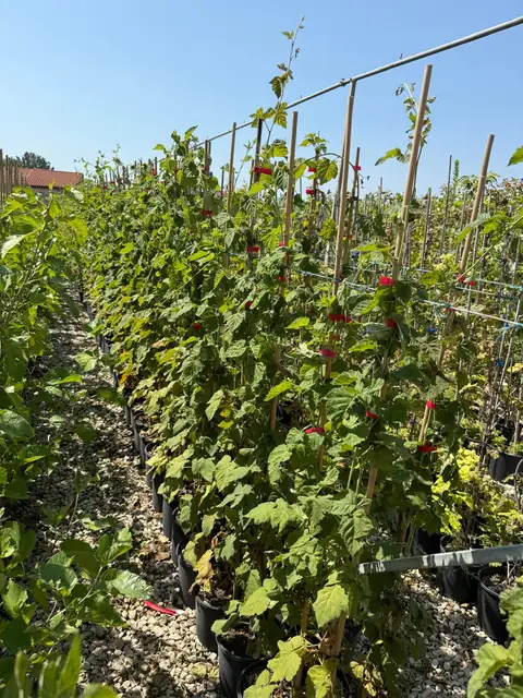 More e Lamponi (Rubus spp.), Ø18 — Vivaio F.lli Pigliacelli, Alatri