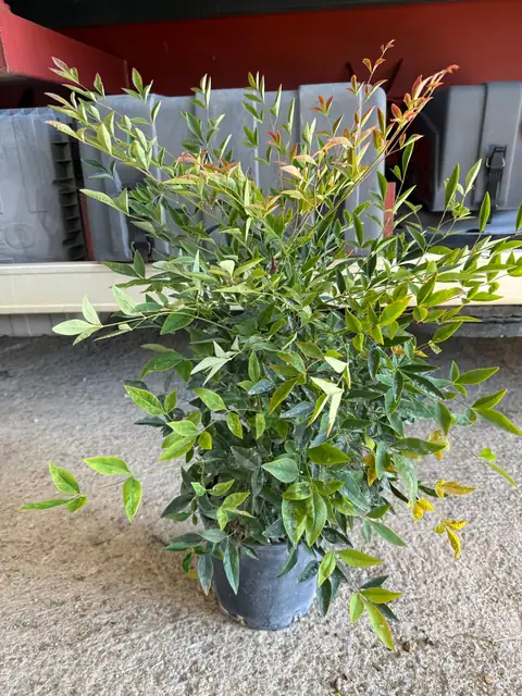 Nandina (Nandina domestica), Ø18 — Vivaio F.lli Pigliacelli, Alatri