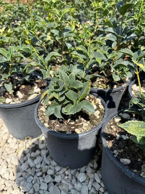 Osmanto (Osmanthus fragrans / heterophyllus), Ø18 — Vivaio F.lli Pigliacelli, Alatri