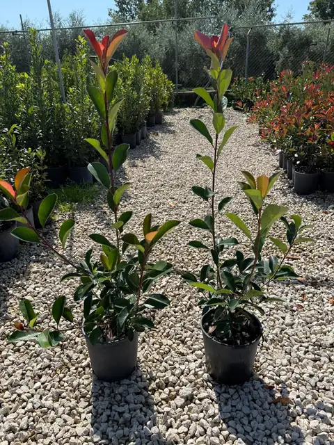 Photinia (Photinia x fraseri ‘Red Robin’), Ø18 — Vivaio F.lli Pigliacelli, Alatri