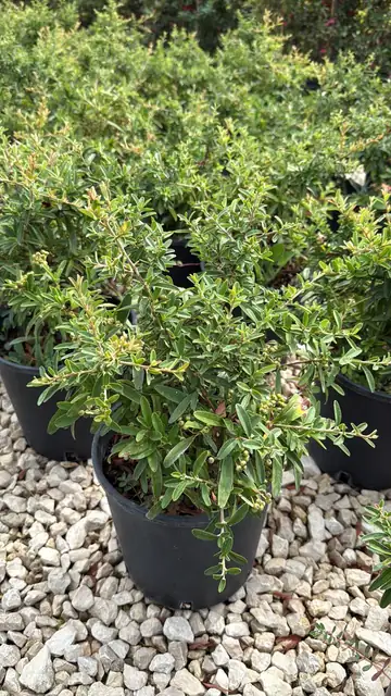 Piracanta Nana (Pyracantha ‘Nana’), Ø18 — Vivaio F.lli Pigliacelli, Alatri