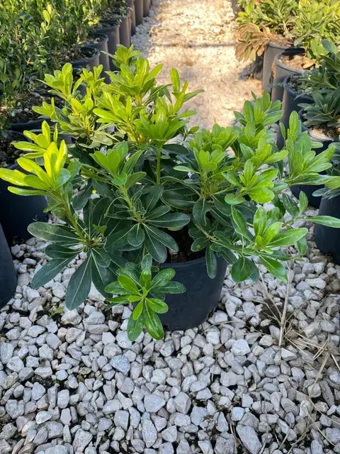 Pittosporo Nano (Pittosporum tobira ‘Nana’), Ø18 — Vivaio F.lli Pigliacelli, Alatri