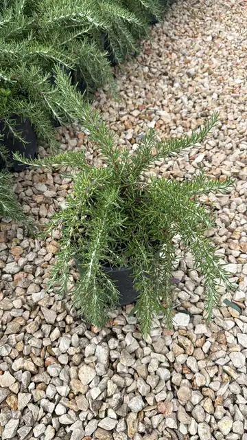 Rosmarino Prostrato (Rosmarinus officinalis ‘Prostratus’), Ø18 — Vivaio F.lli Pigliacelli, Alatri