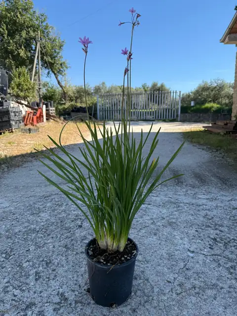 Tulbaghia (Tulbaghia violacea), Ø18 — Vivaio F.lli Pigliacelli, Alatri