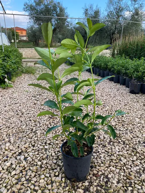 Viburno Lucido (Viburnum lucidum), Ø18 — Vivaio F.lli Pigliacelli, Alatri